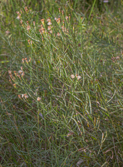 Euthamia gymnospermoides