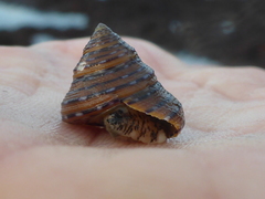 Calliostoma tricolor