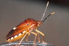 Anaxarchus