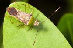 Amblypelta bilineata