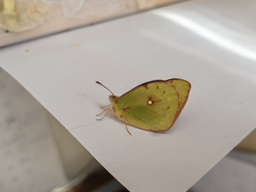 Dark Clouded Yellow