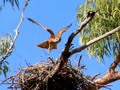 Erythrotriorchis radiatus