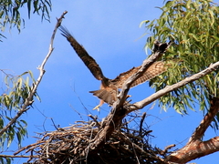 Erythrotriorchis radiatus