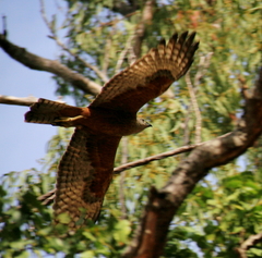 Erythrotriorchis radiatus