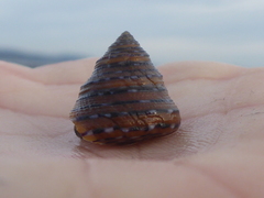 Calliostoma tricolor