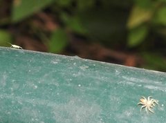Orthotylinae