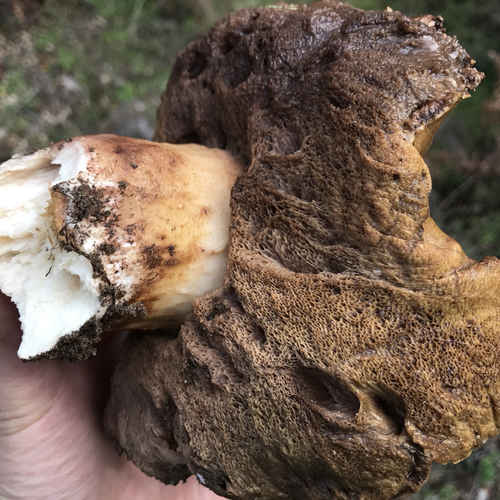 Porphyrellus indecisus image
