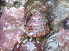 Calliostoma tricolor