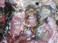 Calliostoma tricolor