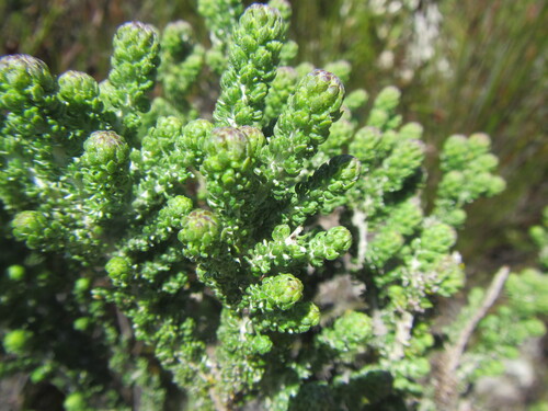 Lime Blombush (Metalasia calcicola)