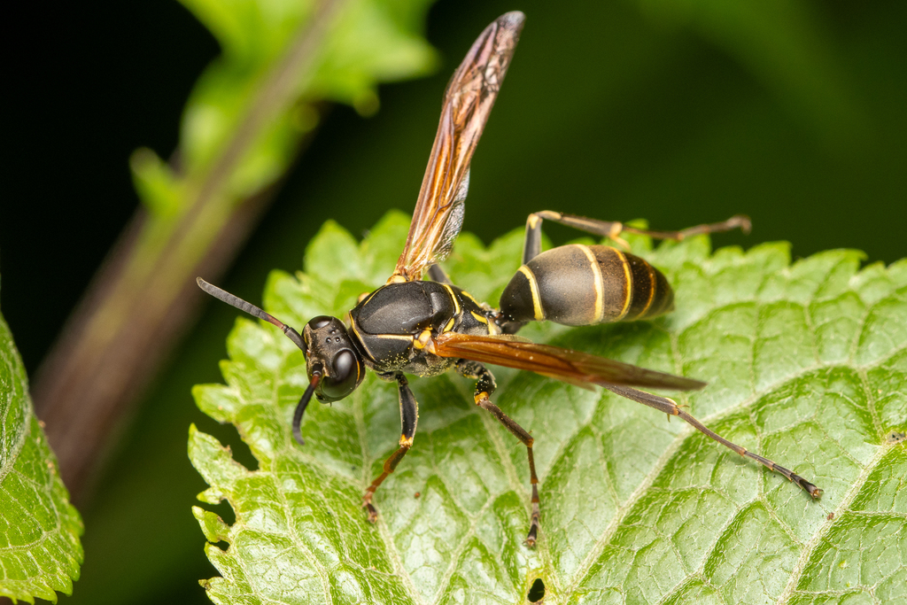 Polistes boharti