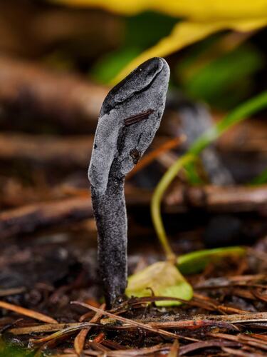 Hypomyces papulasporae