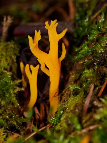 Calocera viscosa