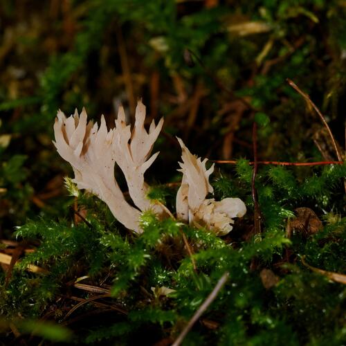 Clavulina coralloides
