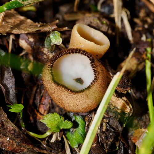 Humaria hemisphaerica