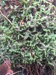 Lepidoziaceae