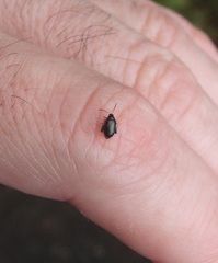 Psylliodes brettinghami