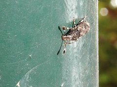 Eucorynus crassicornis