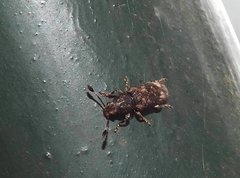 Eucorynus crassicornis