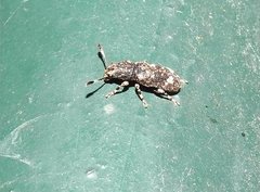 Eucorynus crassicornis