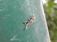 Eucorynus crassicornis