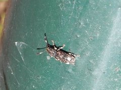 Eucorynus crassicornis