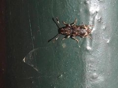 Eucorynus crassicornis