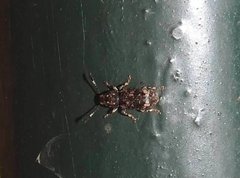 Eucorynus crassicornis