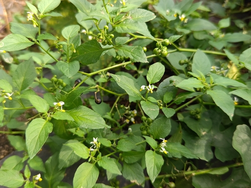 Divine Nightshade
