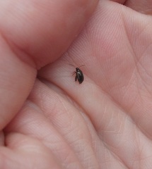 Psylliodes brettinghami