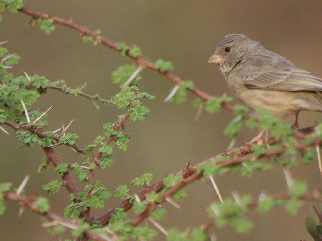 Olive-rumped Serin