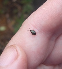 Psylliodes brettinghami