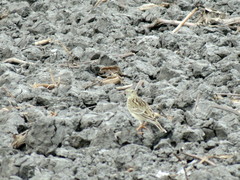 Anthus spragueii