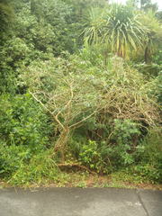 Psylliodes brettinghami