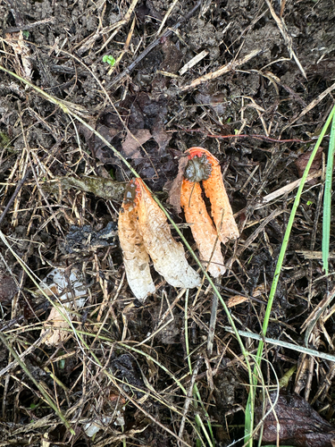 Clathrus bicolumnatus