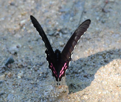 Heraclides rogeri pharnaces