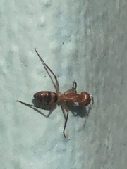 Camponotus zonatus