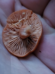 Lactarius subviscidus