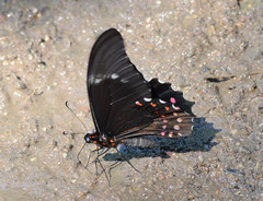 Heraclides rogeri pharnaces