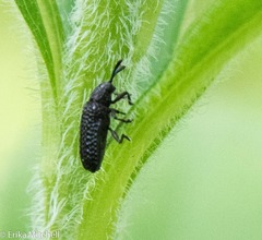 Microrhopala excavata