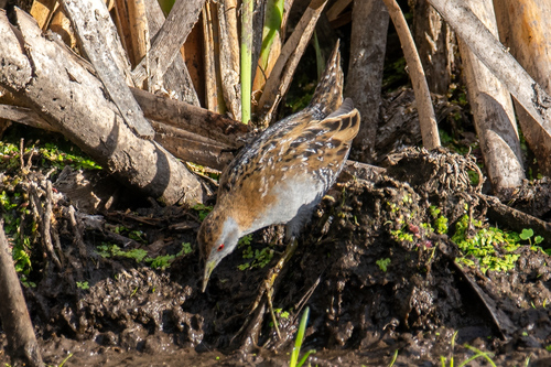 Baillon's Crake (Zapornia pusilla), photo 7