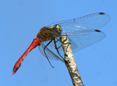 Sympetrum cordulegaster