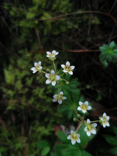 Saxifraga gemmipara