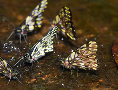 Catasticta philodora