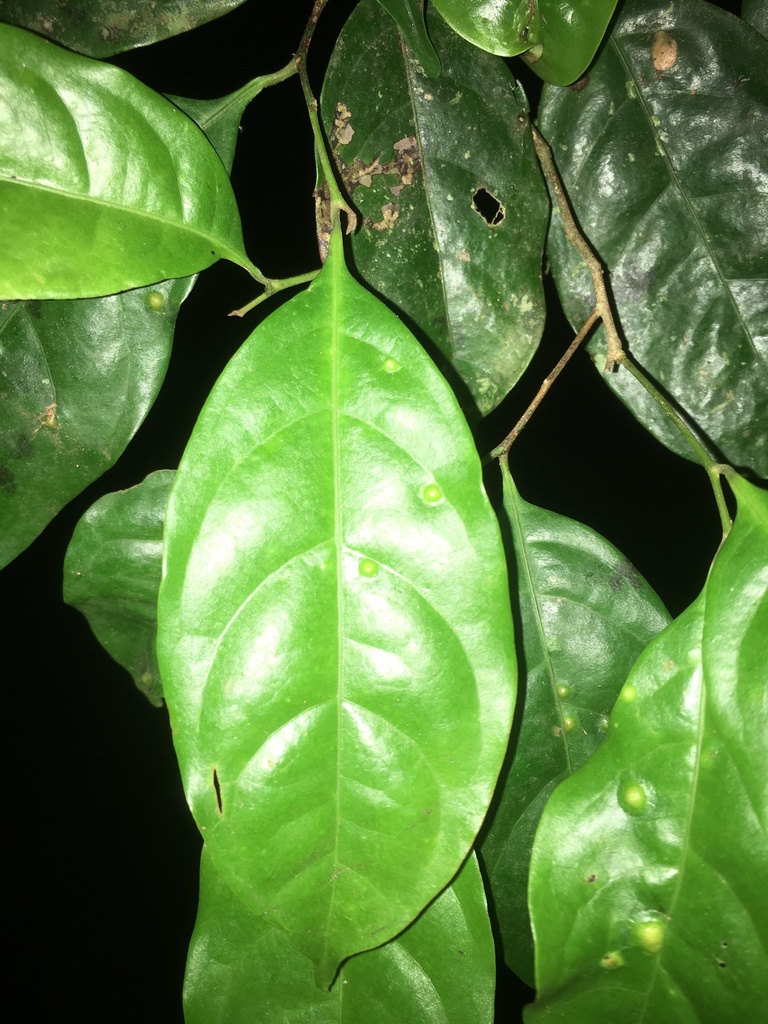 Sarcaulus