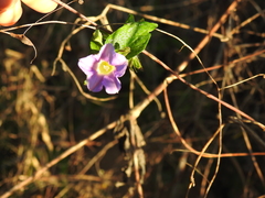 Ipomoea meyeri