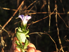 Ipomoea meyeri