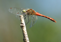 Sympetrum cordulegaster