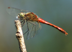 Sympetrum cordulegaster