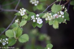 Crataegus chrysocarpa chrysocarpa